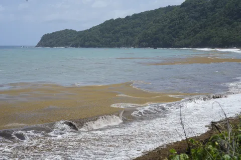 Sargazo — PLAYA LOS PATOS (Sur)